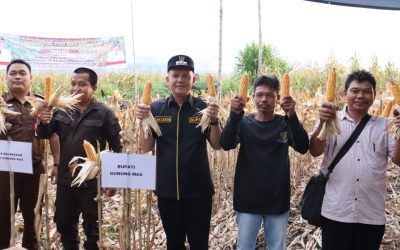 Bupati Gumas Panen Jagung Hibrida Di Desa Pilang Munduk