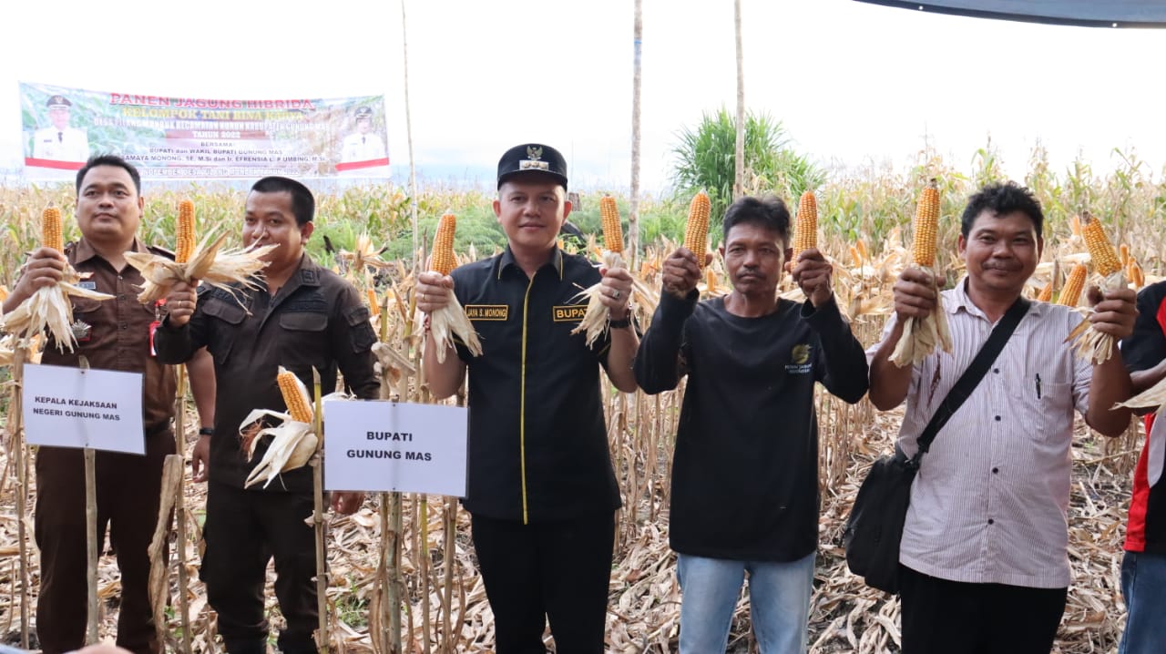 Bupati Gumas Panen Jagung Hibrida Di Desa Pilang Munduk